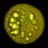 stolz-sonne-207